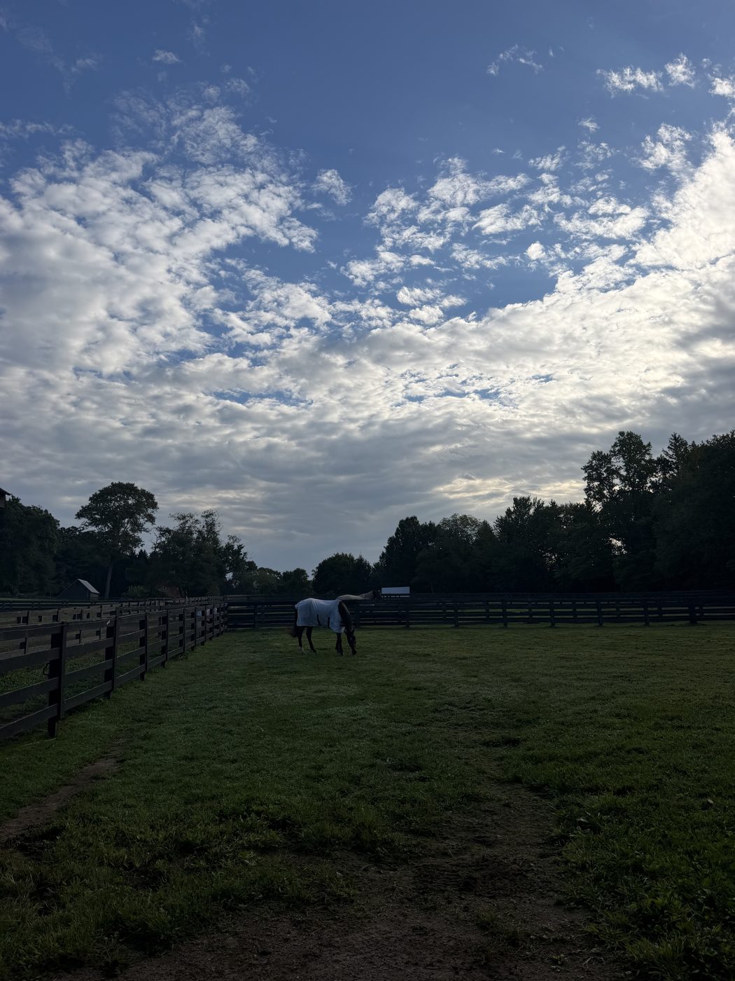 A horse grazing in a grass paddock under an evening sky
