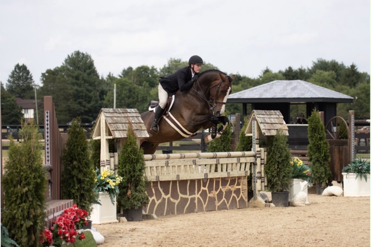 A bay hunter jumping a stone wall fence
